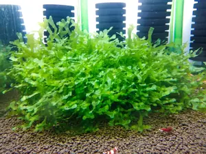 Buy 2 Get 1 Free* Subwassertang Moss - Aquarium Moss (Golfball Size)*SPECIAL**