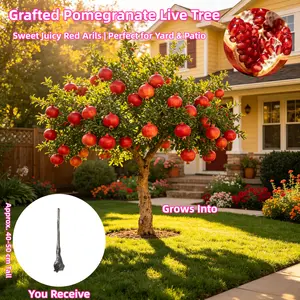 Pomegranate Tree Seedling - 3-5 Year Old Bare Root， 15-20 inches Tall Dormant Live Plant for Home Garden