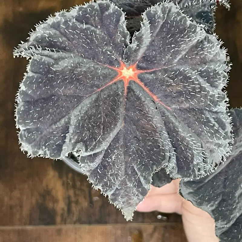 Begonia ‘Hallow’s Eve’ | Established Starter Plant | 4” Nursery Pot