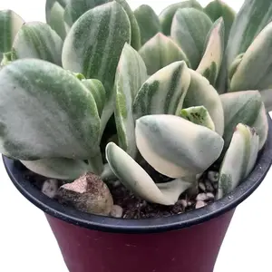 Variegated Jade Plant | Rare Plant | 4” (Crassula Ovata Variegated for Home decor and garden)