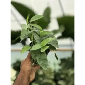 Cebu Blue Pothos - Live Plant in a 4 Inch Pot - Epipremnum pinnatum 'Cebu Blue' - Elegant Indoor Houseplants Straight from The Nursery