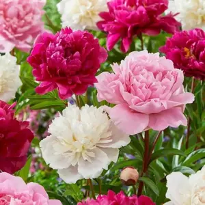 Mixed Peony Seeds 200 Pack – Stunning Double Bloom Perennials, Non-GMO, Ideal for Borders, Patio Pots & Unique Bonsai Style Landscaping
