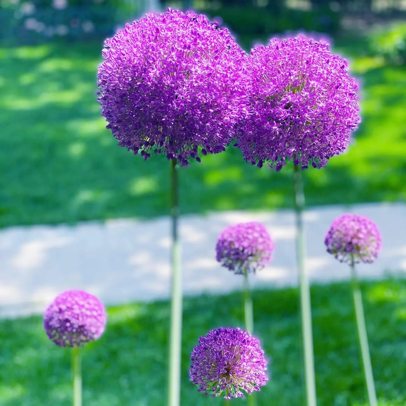VISTATU Purple Ornamental Onion Flower Seeds, 1000PCS Allium Garden Plant Seeds for Home Improvement Garden Supplies