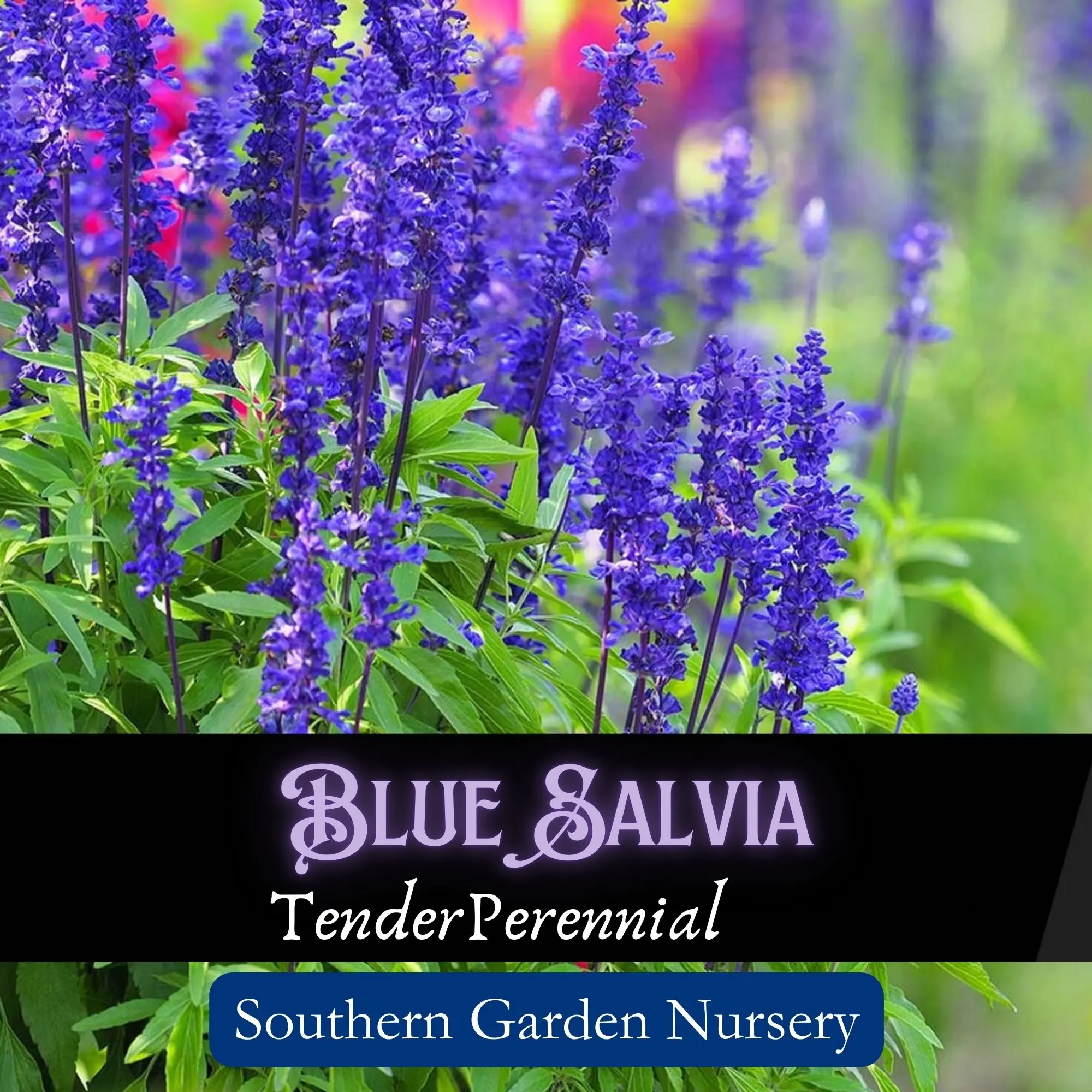Blue Salvia Flower Seed Pack, Blue Sage, Salvia farinacea, Hummingbird & Butterfly Garden Essential for a Pollinator-Friendly Garden, Beautiful Perennial Native Wildflower, Easy-to-Grow Heat Tolerant Decorative Landscaping