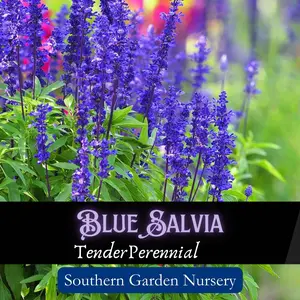 Blue Salvia Flower Seed Pack, Blue Sage, Salvia farinacea, Hummingbird & Butterfly Garden Essential for a Pollinator-Friendly Garden, Beautiful Perennial Native Wildflower, Easy-to-Grow Heat Tolerant Decorative Landscaping