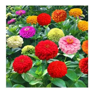 200 Zinnia Flower Seeds for Planting – Bright Mixed Color Garden Blooms, Easy-to-Grow Annual Cut Flowers for Backyard, Borders & Containers