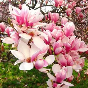 5 Light Pink & White Magnolia Tree Seeds - Fragrant Lily Flowers, Spring Blooms, Non-GMO Garden Trees, 20-25 ft Tall, 60-90 Days Cold Stratification