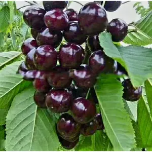 30pcs Black Cherry Seeds Prunus Serotina Dwarf Cherry Tree