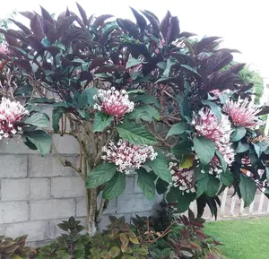 LIVE PLANT 3ft Clerodendrum quadriloculare - Shooting Star - Starburst Clerodendrum Flower Decor Decorative