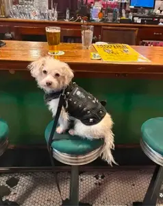 Dog Battle Vest