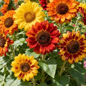 100 Mexican Sunflower Seeds – Bright Pollinator-Friendly Blooms for Beds & Borders (Seeds Only)