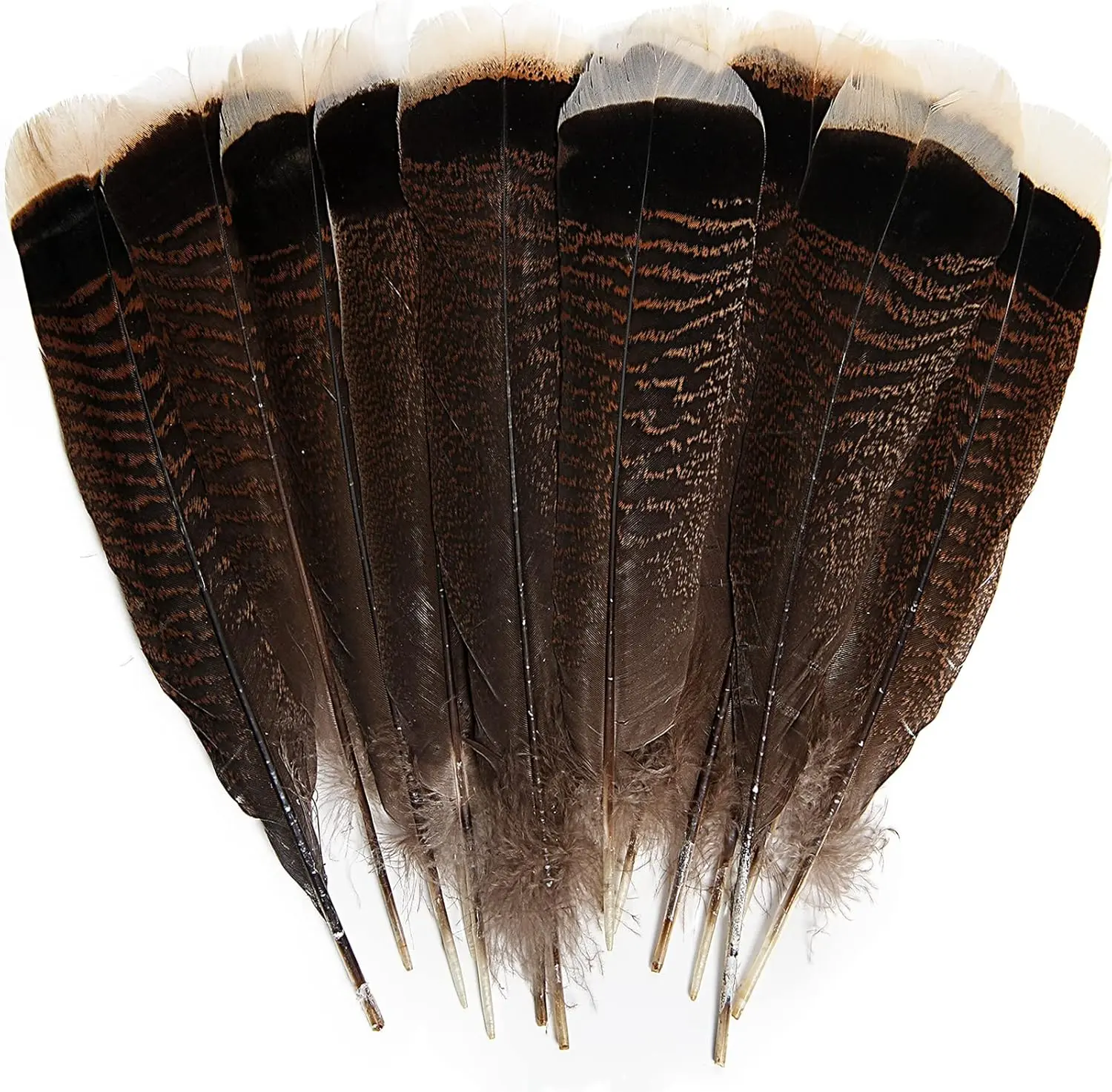 Turkey Feather