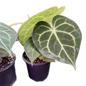 Anthurium Clarinervum Hybrid 4"