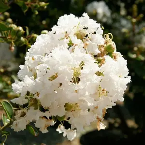 Green River 20 Natchez Crape Myrtle Seeds - Crape Myrtle Tree Flower Seed Pack, Bright White Blooms, Perennial Heat-Loving Plant, Outdoor Garden Elegance