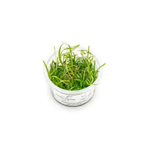 Vallisneria Spiralis Aquatic Farmer Tissue Culture