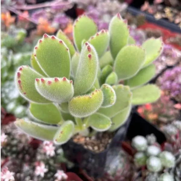 Bears Paw 2” Succulent - Cotyledon Tomentosa