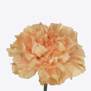 Carnation Caroline Gold - 80 Stem Bunch
