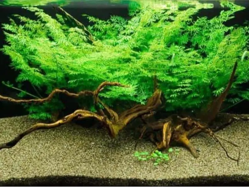 BUY 2 GET 1 FREE Water Sprite (Water Fern, Indian Fern)-Easy Live Aquarium Pond Aquatic Plant