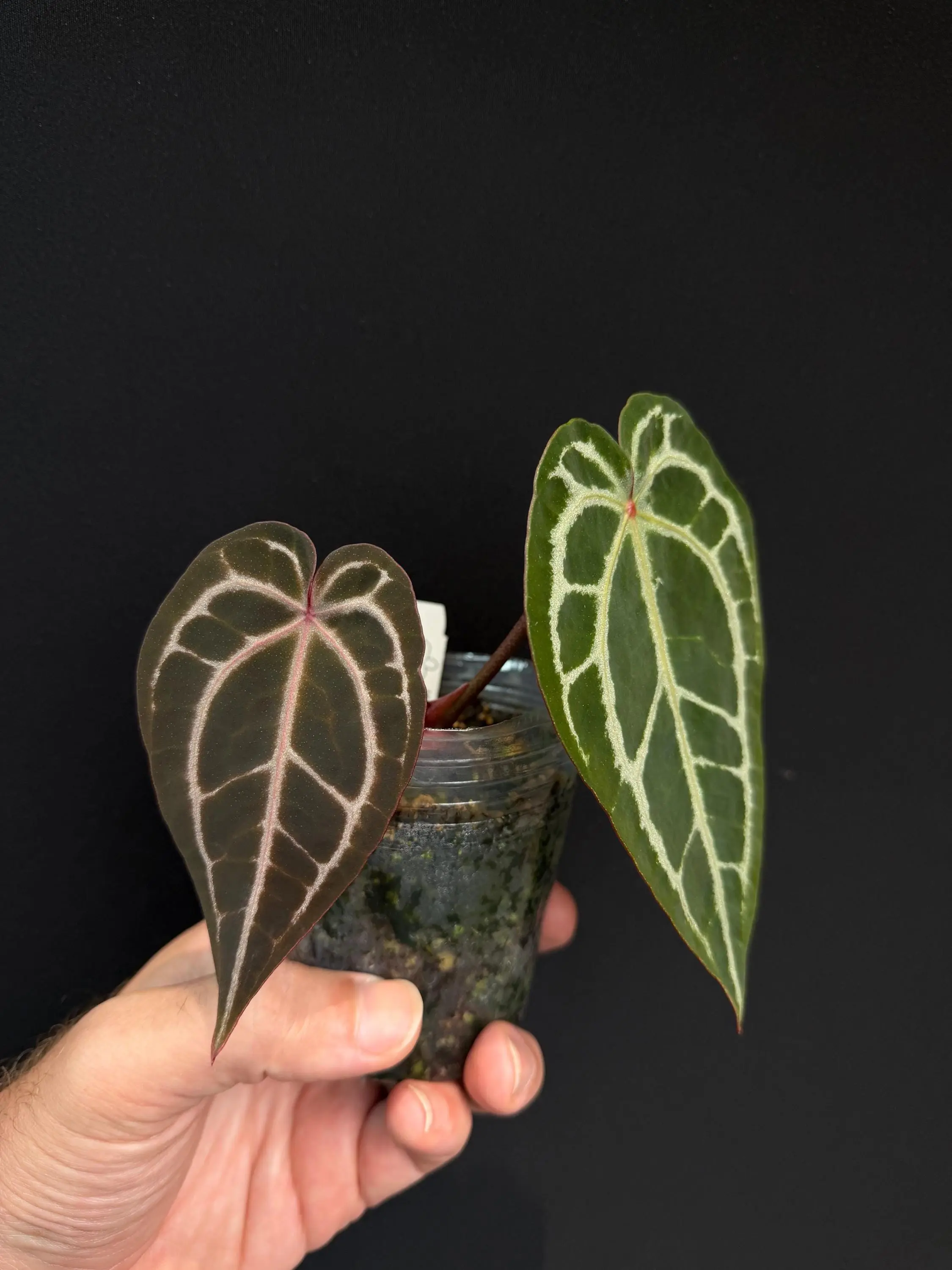Anthurium Red Crystal - Growers Choice