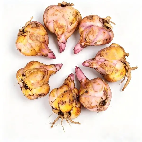Pink Lily Bulbs 7 Pack (5+2 Bonus) Perennial Flower Bulbs for Garden Beds, Borders & Cut Flowers