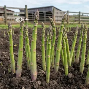 50+ Mary Washington Asparagus Seeds