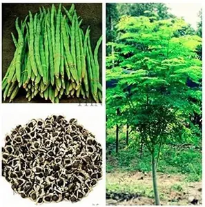 25 Seeds of The Tree of Life - The Moringa Tree - Superfood, Easy to Grow, Fast Growing Tree with Edible Leaves, Stems, Seeds