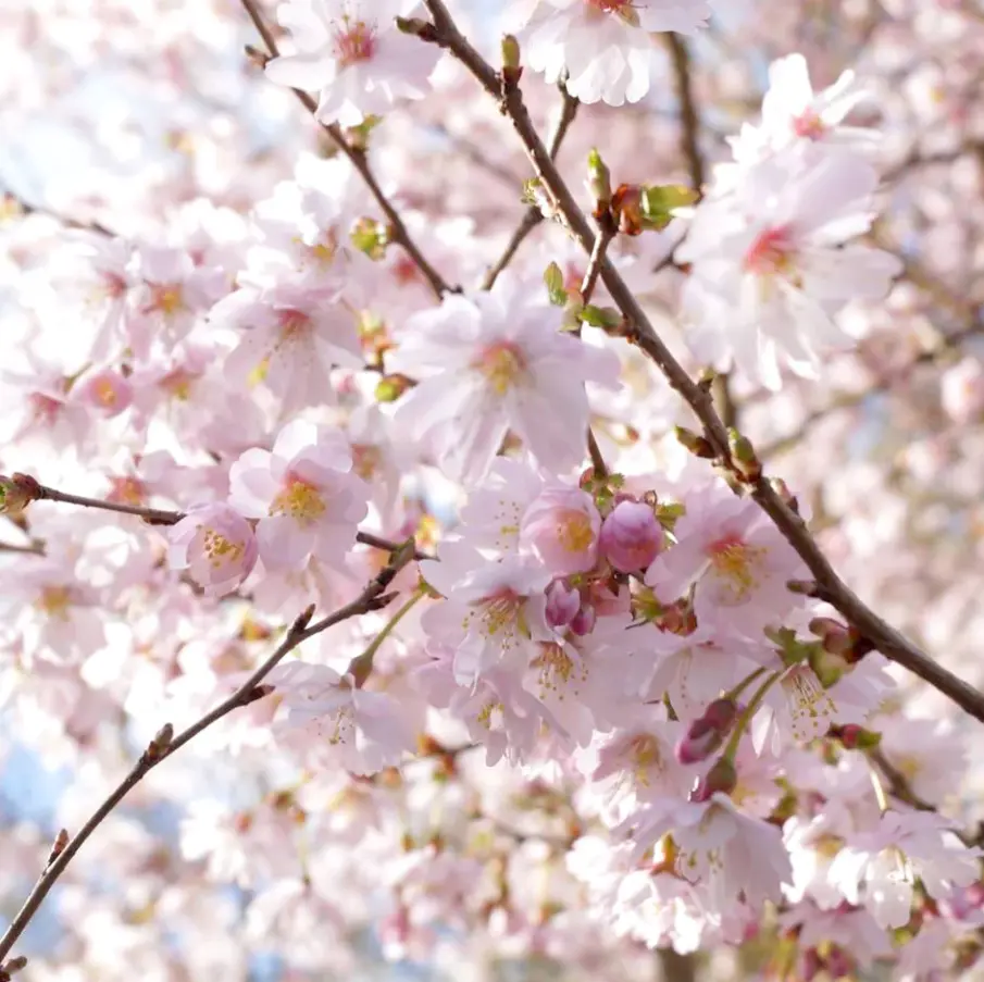 Autumnalis Flowering Cherry – Live Plant – 2.5" Pot – Beautiful Pink Blossoms in Fall & Spring – No Ship To AK, HI & P.R.