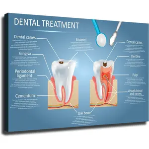 Vector Dental Anatomy and Tooth Structure Diagram Poster Modern Family Bedroom Office Background Wall Art HD Picture Canvas Printing Artwork Decor Posters (24x36inch-No Framed)