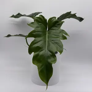 Philodendron Mayoi 6" pot Rare Tropical House Plant with Unique Colored Leaves for Indoor Home Decoration