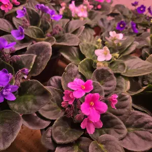 Violet Flower - Beautiful Purple & Pink Bloom for Cottagecore Ed Beats