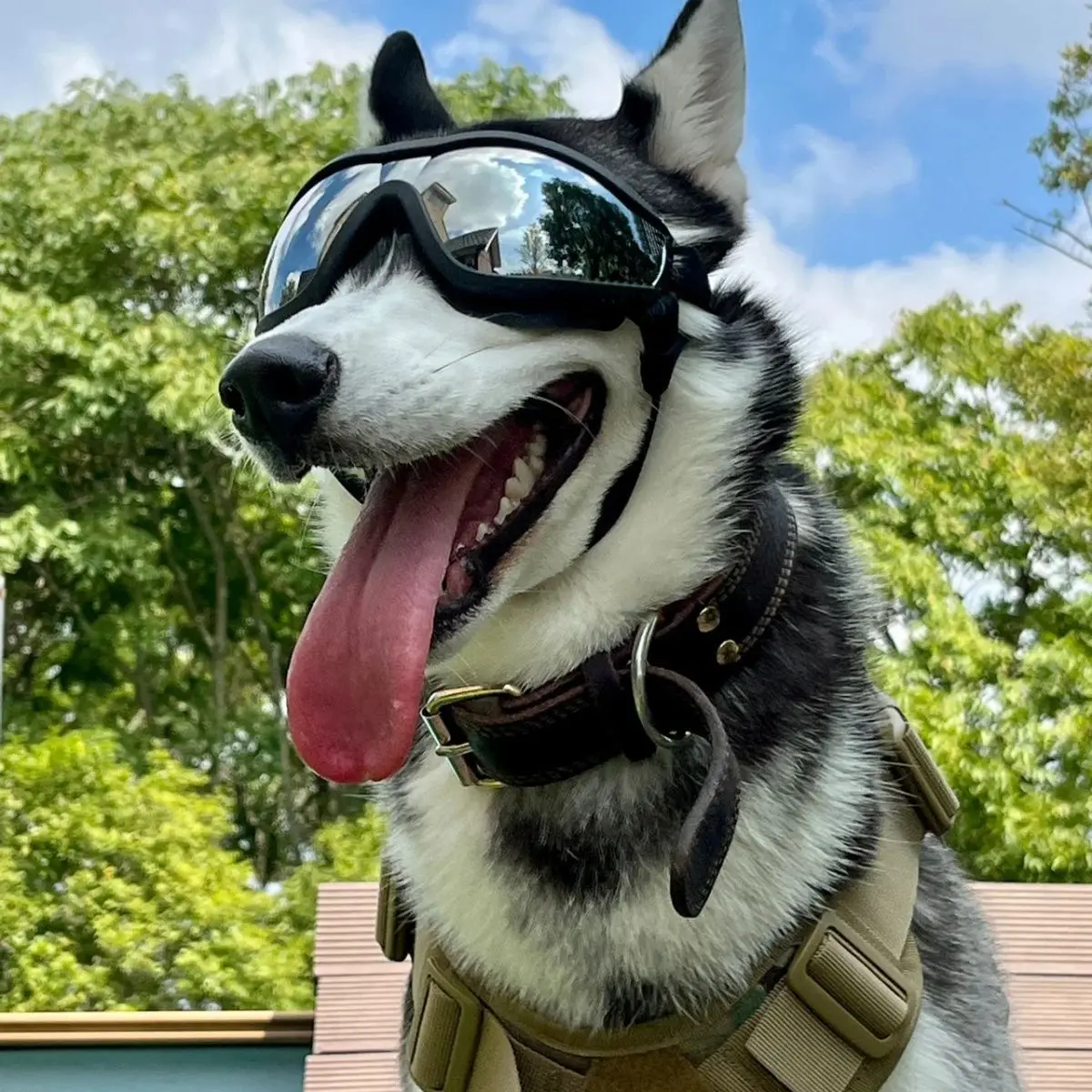 Dog Riding Goggles for Large Dogs, Windproof Pet Sunglasses with Dual Adjustable Straps, Flexible TPU Frame, Soft Foam Padding, UV Dust Protection Lens, Outdoor Dog Eye Protection for Car Rides, Hiking, Biking, Travel Masks