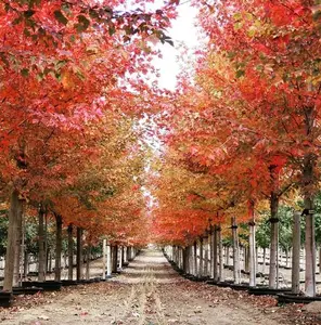 Sun Valley Maple Tree Live Plant - 10-16" Tall  - Quart Pot - Fast-Growing Red Shade Maple Sapling - Acer rubrum 'Sun Valley'