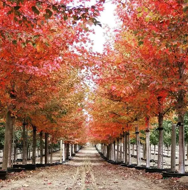 Sun Valley Maple Tree Live Plant - 10-16" Tall  - Quart Pot - Fast-Growing Red Shade Maple Sapling - Acer rubrum 'Sun Valley'