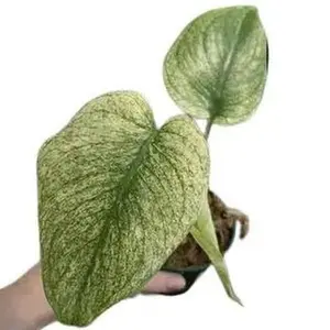Monstera Deliciosa ‘White Monster’ 4” Potted Live Plant - Ultra Rare Variegated Monstera - Minty Ghost Foliage - Exotic Tropical Aroid - High-End Collector’s Item - Unique Marbled Leaves - Indoor Statement Piece - Designer Plant