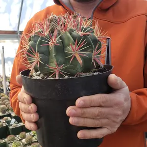 Devil's Tongue 'Ferocactus latispinus'