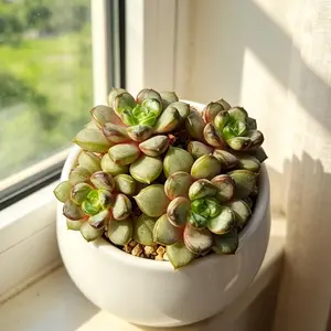 Echeveria “Champagne Grapes” Live Succulent Plant 3–3.5 Inch – Rare Colorful Succulent, Bare Root (No Pot), Easy Care, Beginner Friendly, Indoor Plant, Home & Garden Decor, Plant Lover Gift