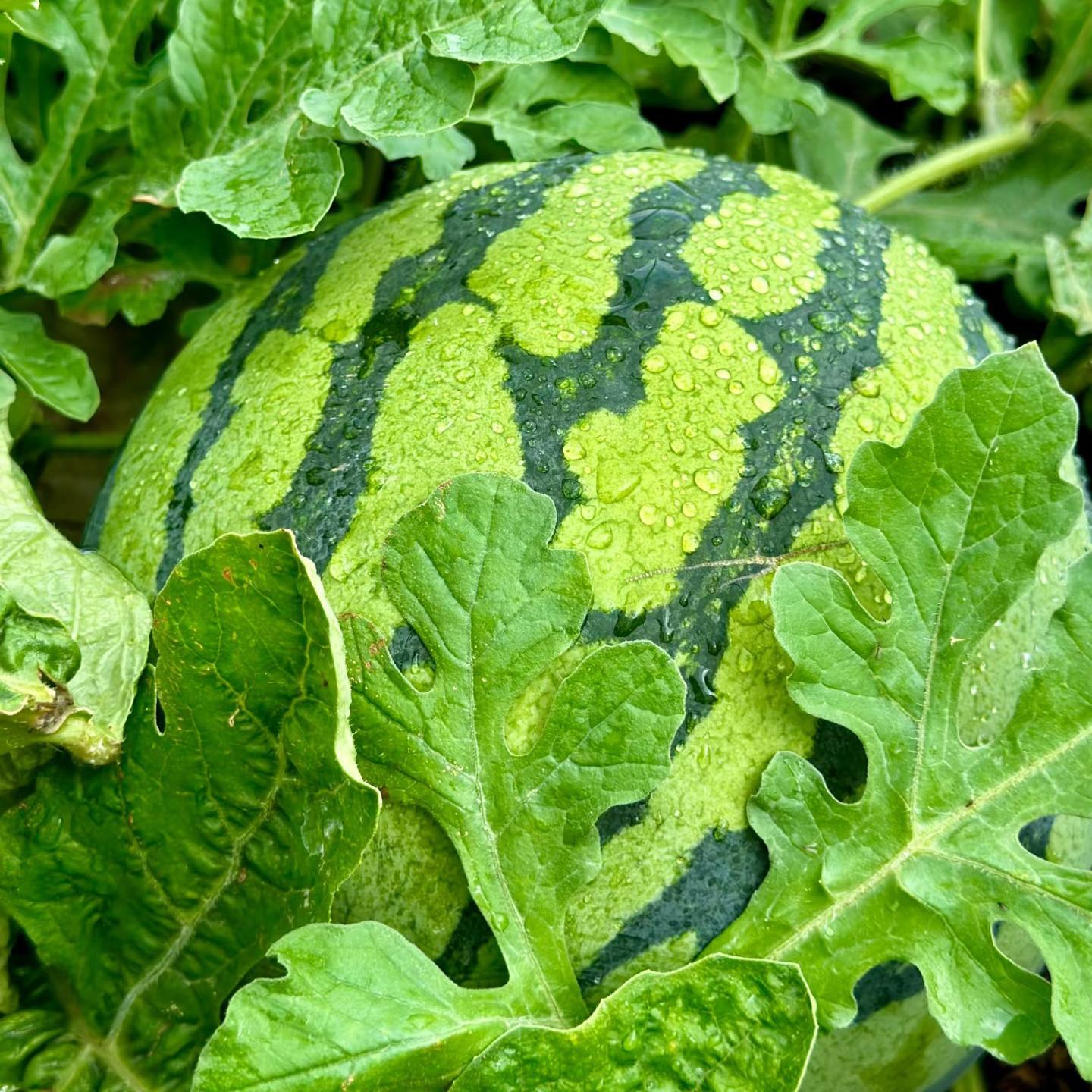 100 PCS  Watermelon Seeds, for Planting  , Seeded Watermelon, for Gardens