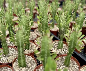 African Milk Tree, Euphorbia Trigona, Live Plant in 4" pot