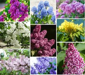 50 Pink Lilac Seeds Extremely Fragrant Japanese Tree Lilac Shrub Syringa Vulgaris