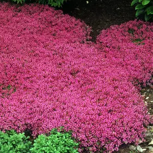 Coccineus Red Creeping Thyme