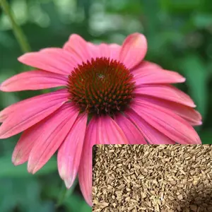 Green River 50 Watermelon Coneflower Seeds - Flower Seed Pack, Perennial Echinacea Blend, Rare Fast-Growing Flower Seeds for Pollinator Gardens, Clearance Garden Seeds