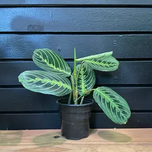 MARANTA LEICONEURA, MARISELLA; PRAYER PLANT (4 POT)