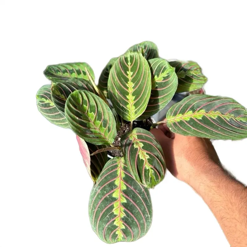 Red Maranta Prayer Plant - 4 Inch