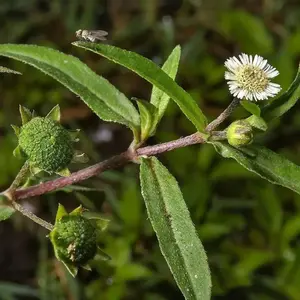 Eclipta Alba Seeds 10 Pack x 100 Seeds False Daisy Bhringraj Cỏ Nhọ Nồi Moist Soil Herb with White Flowers for Herbal Gardens and Rain Gardens
