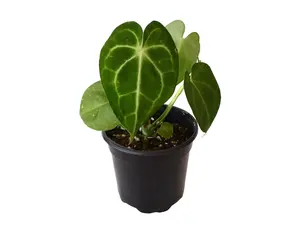 Anthurium Clarinervium 4" Potted Live Plant - Iconic Velvet Foliage - Deep Emerald Heart Leaves - Striking White Veining - Rare Collector's Plant - Exotic Jewel Anthurium - Luxurious Texture - Low Maintenance Tropical