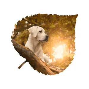 Forest Dog Aspen Leaf Wall Art