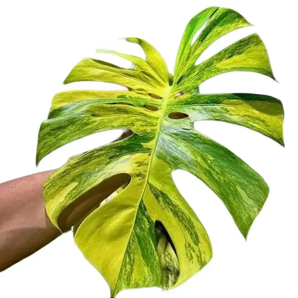 monstera aurea tricolor - TikTok Shop