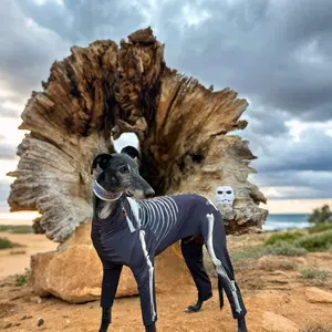 Halloween Pet Costume Skull Dog, Perfect Halloween Gift for Pets, Spooky Animal Apparel for Festive Celebrations