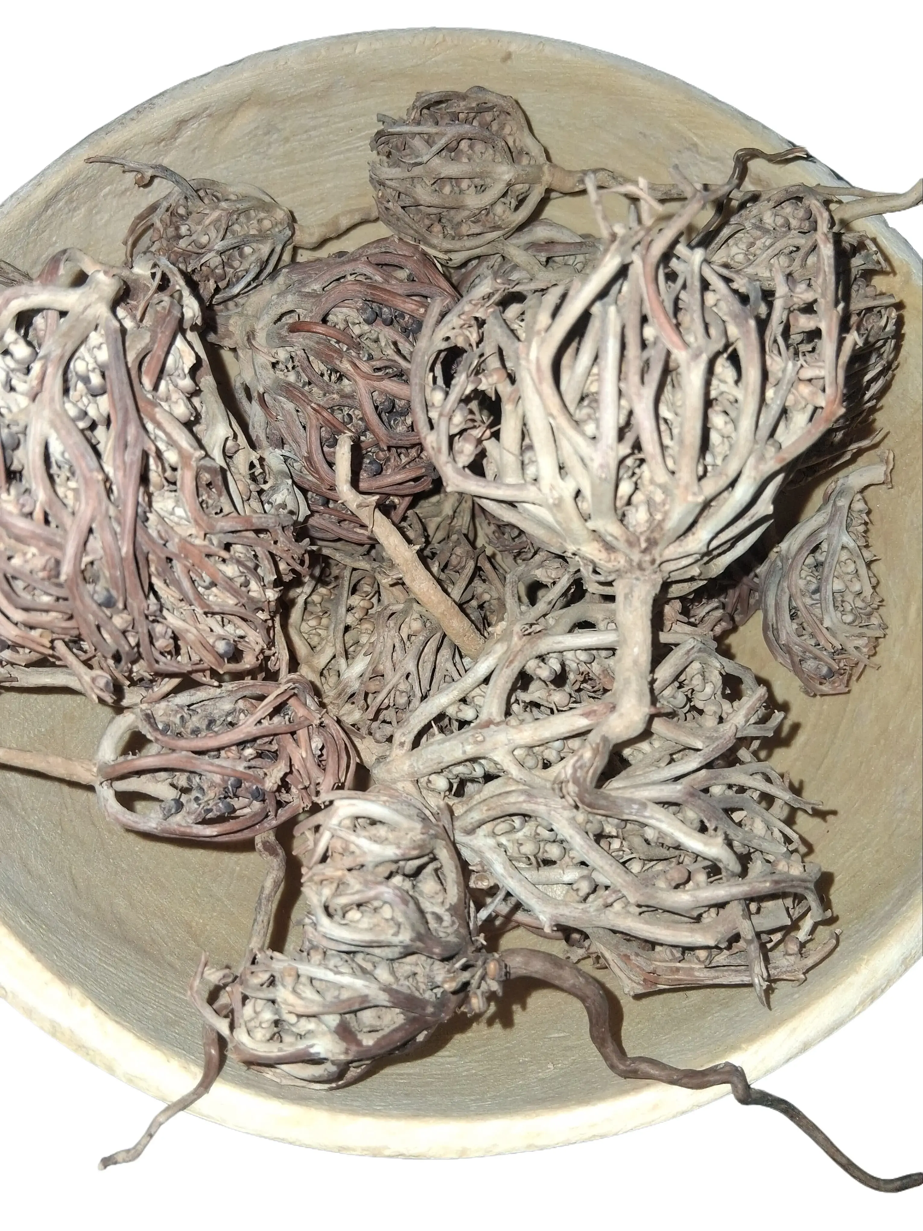 Rose de Jericho