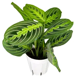 4" Maranta Lemon Lime – Prayer Plant - Maranta Leuconeura Lemon Lime – Live Plant